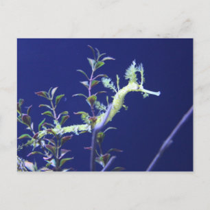 Carte Postale Ruban n° 3