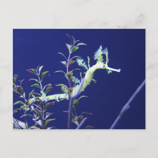 Carte Postale Ruban n° 3 (Devant)