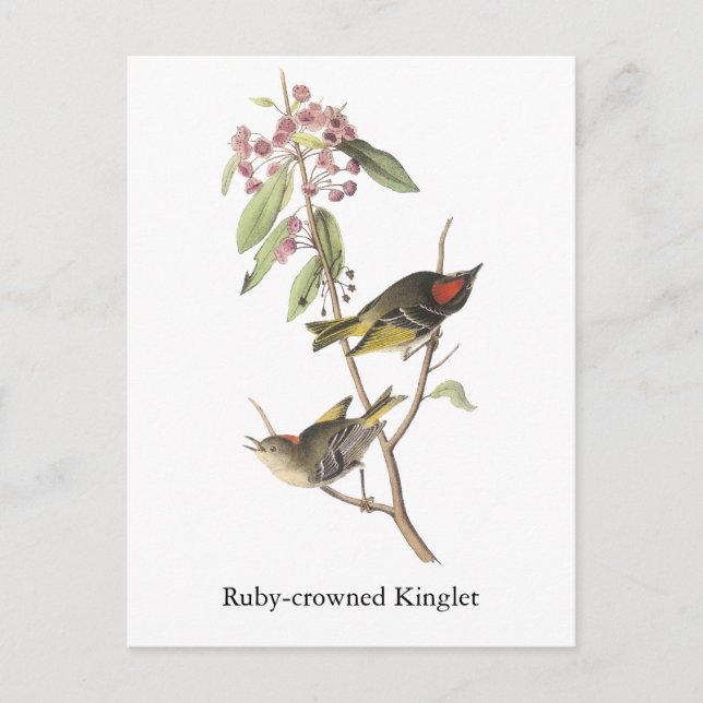 Carte Postale Ruby couronné Kinglet, John Audubon (Devant)