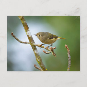 Carte Postale Ruby Crowned Kinglet