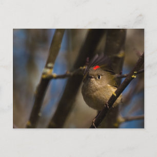 Carte Postale Ruby Crowned Kinglet 01