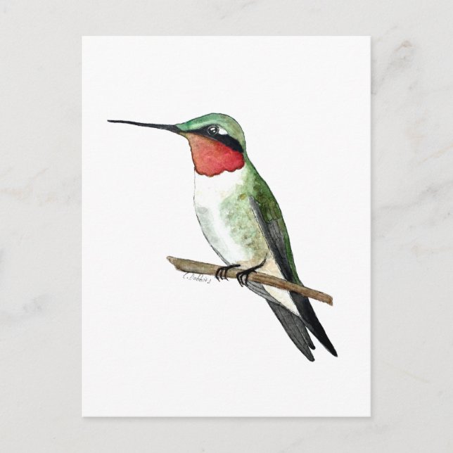 Carte Postale Ruby-throated Hummingbird (Devant)