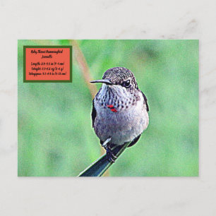 Carte Postale Ruby Throated Hummingbird 00Carte postale