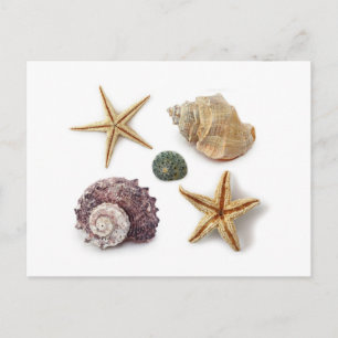 Carte Postale ruc coastal beach chic seashell starfish
