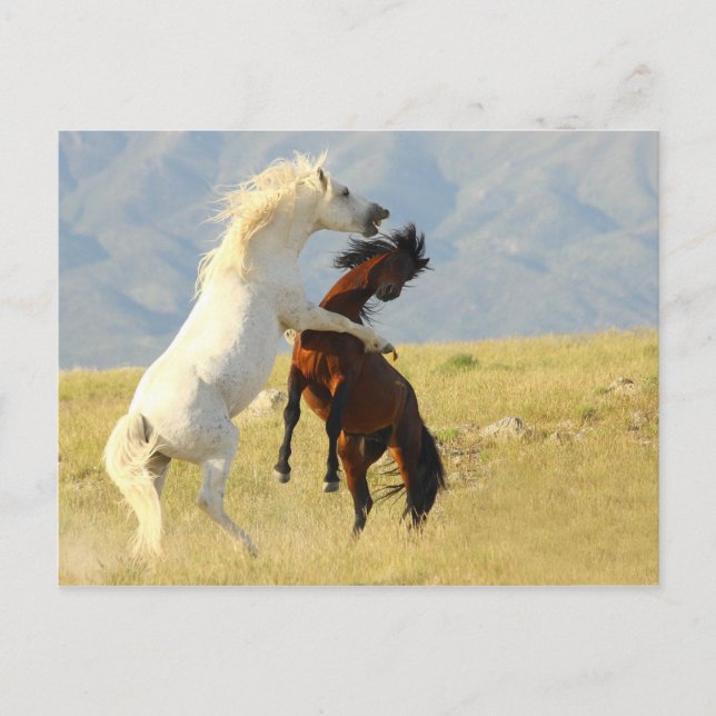 Carte Postale Ruckus (Devant)