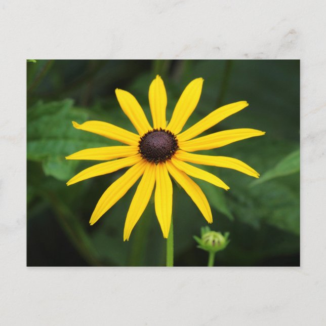 Carte Postale Rudbeckia hirta (Devant)