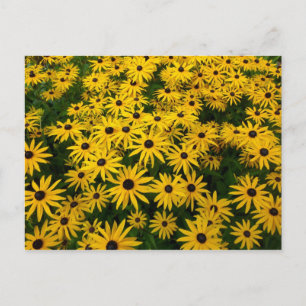 Carte Postale Rudbeckia Hirta (Susans aux yeux noirs)