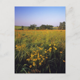 Carte Postale Rudbeckies à œil noir dans la prairie de hautes he