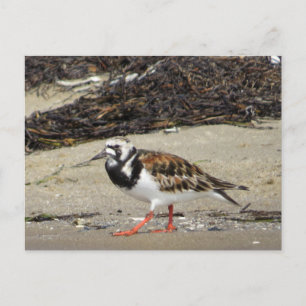 Carte Postale Ruddy Turnstone (phase estivale)