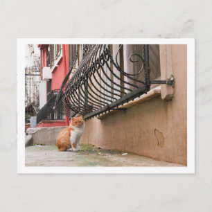Carte Postale Rue Chat 1