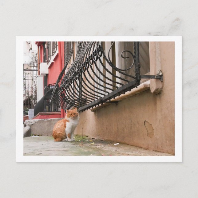 Carte Postale Rue Chat 1 (Devant)