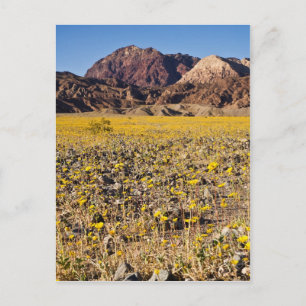 Carte Postale Ruée vers l'or