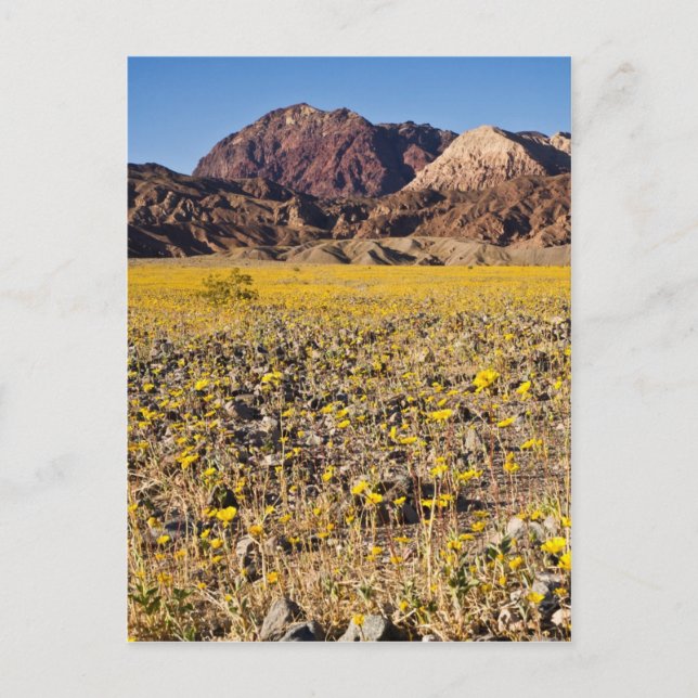 Carte Postale Ruée vers l'or (Devant)