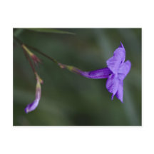 Ruellia simplex, closeup de pétunia mexicain