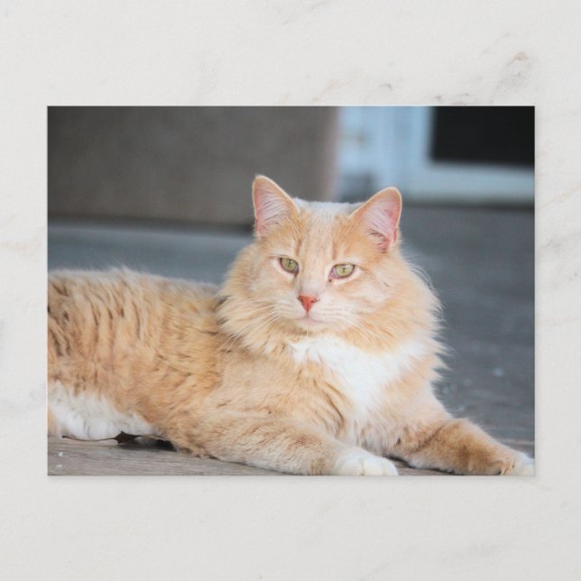 Carte Postale Ruffles (Devant)