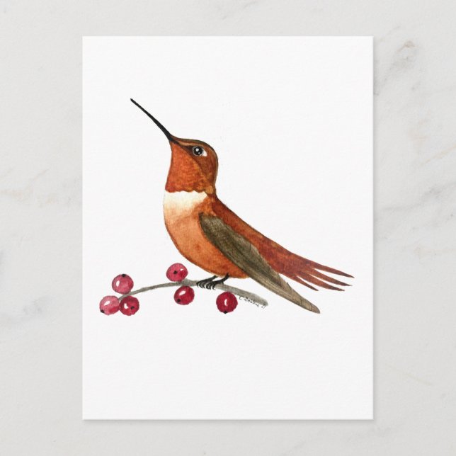 Carte Postale Rufous Hummingbird (Devant)