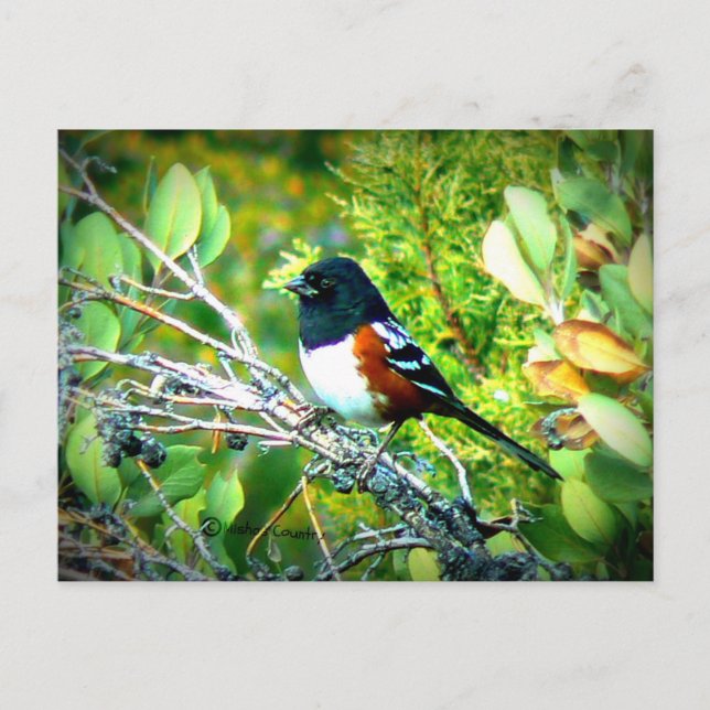 Carte Postale Rufous Sided Towhee Sparrow (Devant)