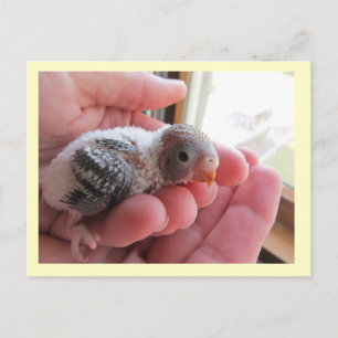 Carte Postale Rufus À 16 Jours