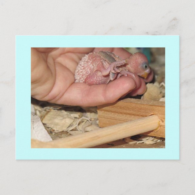 Carte Postale Rufus À Un Très Jeune Âge (Devant)