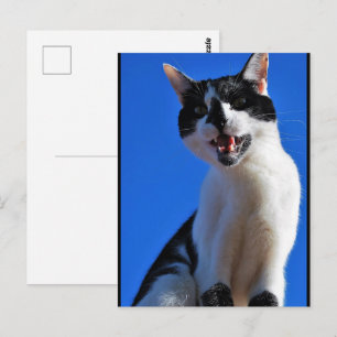 Carte Postale Rugissement du chat domestique
