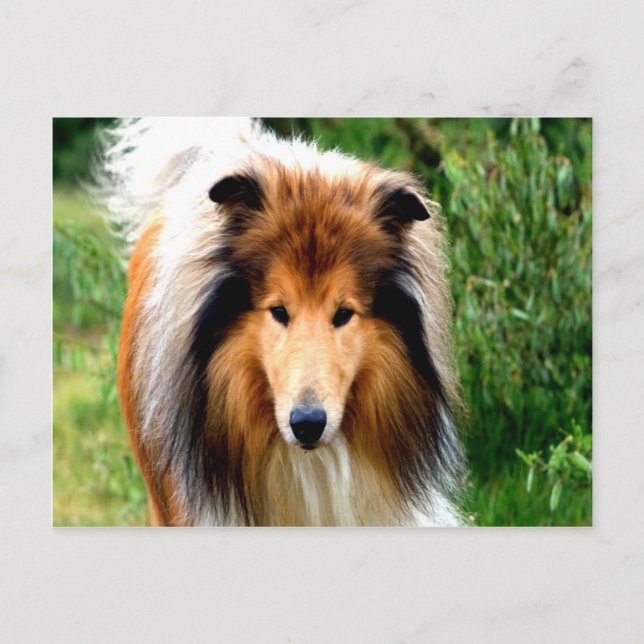 Carte Postale rugueux collie chien se mouvoir d'aimer (Devant)