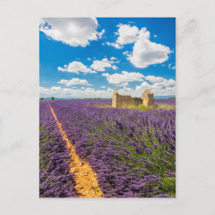 Carte Postale Ruine dans un champ de lavande, France