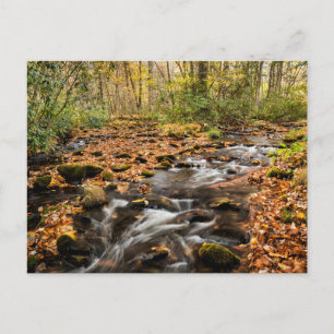 Carte Postale Ruisseau de Cataloochee NC Grandes Montagnes Smoky