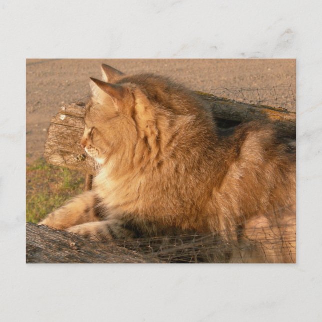 Carte Postale Rum Tum Tiggle (Devant)