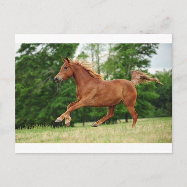 Carte Postale Run baby Run (Devant)