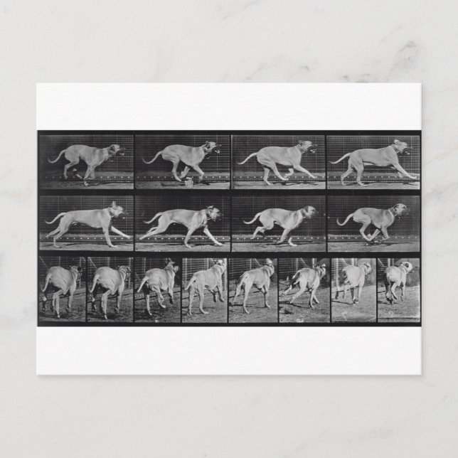 Carte Postale Running Dog, plaque 707 de 'Animal Locomotion', 1 (Devant)
