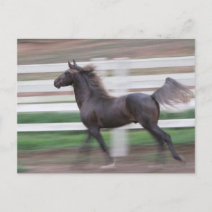 Carte Postale Running Proud