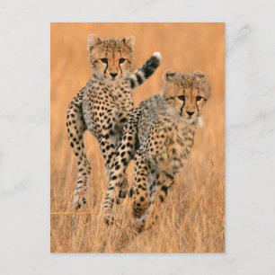Carte Postale Running Young Cheetahs