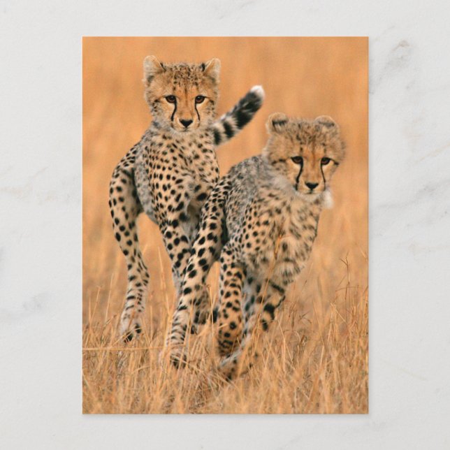 Carte Postale Running Young Cheetahs (Devant)