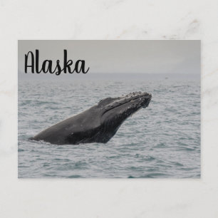 Carte Postale Rupture de baleine à bosse Alaska