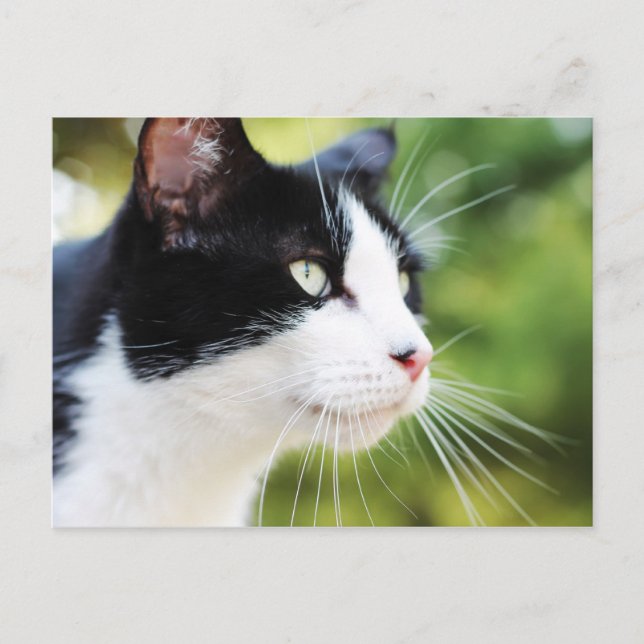 Carte Postale Russell 1 (Devant)