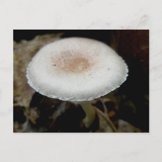 Carte Postale Russet & Cream Mushroom (Devant)