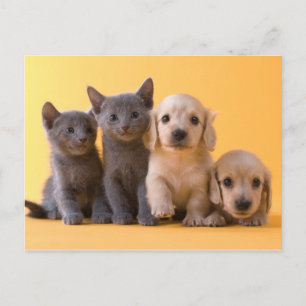 Carte Postale Russian Blue Kittens et Dachshund