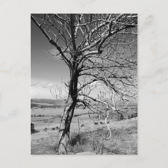 Carte Postale rustique (Devant)