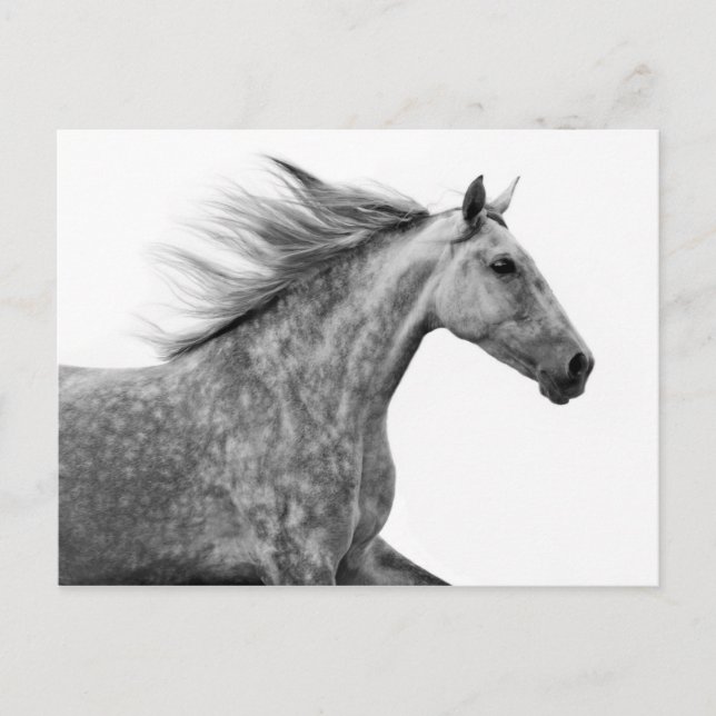 Carte Postale Rustique Galloping Cheval andalou (Devant)