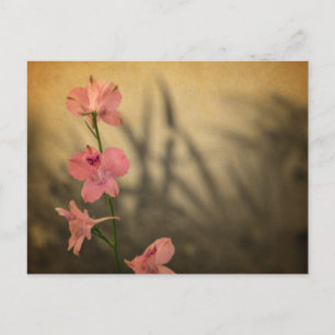 Carte Postale rustique jardin de campagne fleurs roses fleur sau