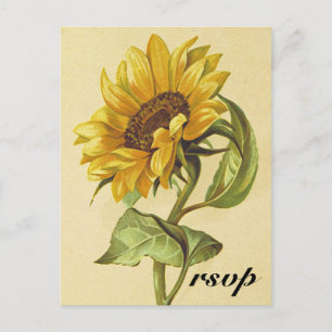 Carte Postale Rustique Vintage Sunflower "rsvp"