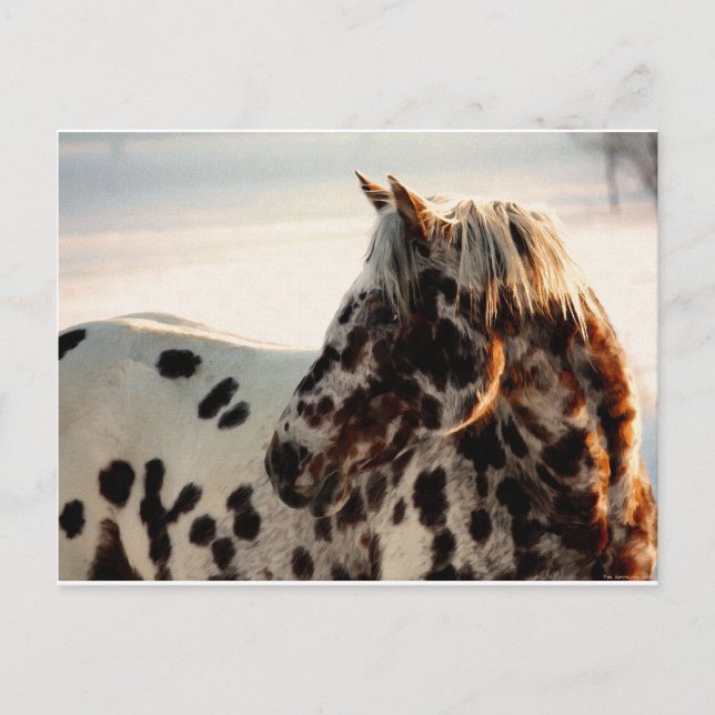 Carte Postale Rusty the Appaloosa (Devant)