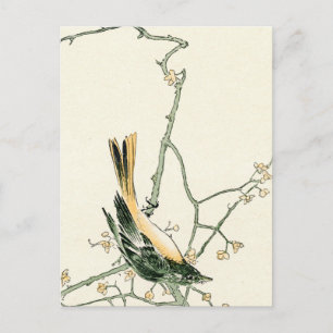 Carte Postale Ruticilla aurorea sur une branche de prune - art j