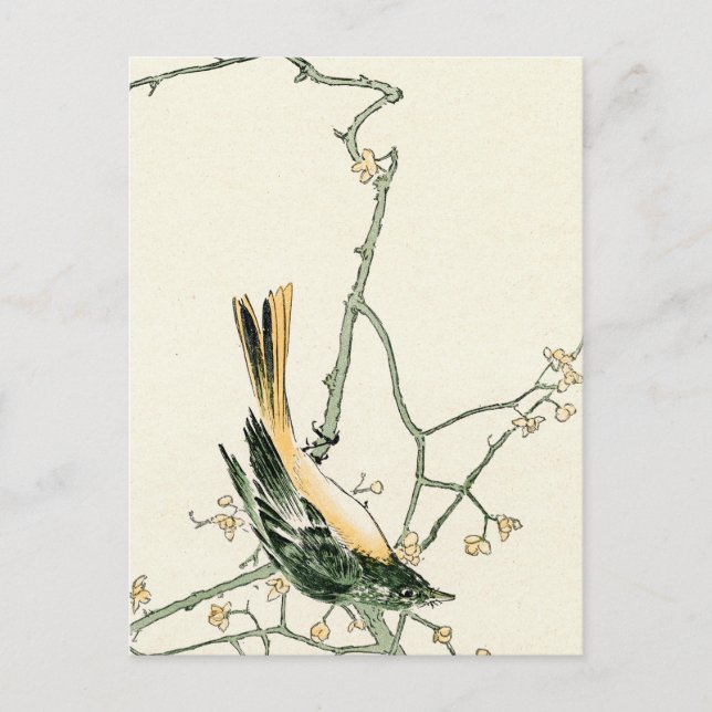 Carte Postale Ruticilla aurorea sur une branche de prune - art j (Devant)