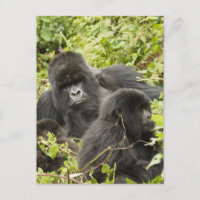 Rwanda, Parc national des Volcans