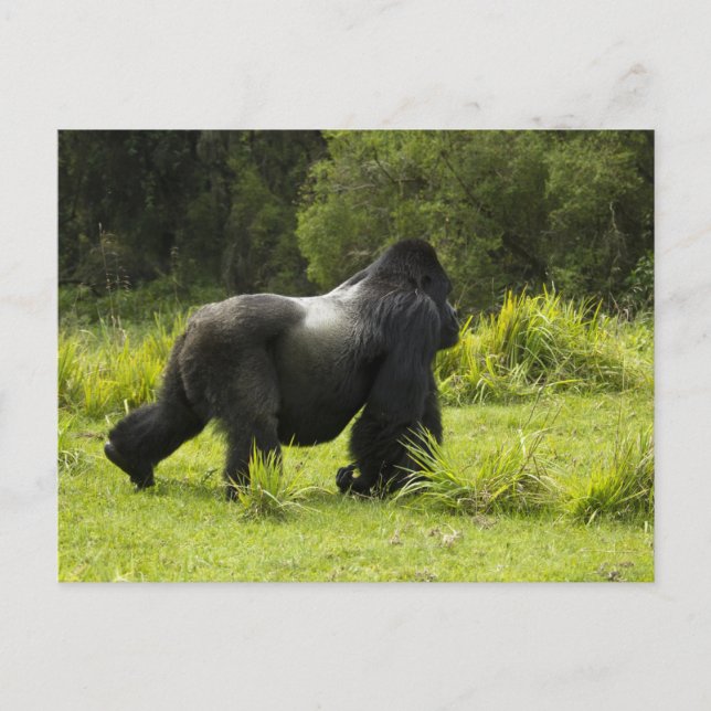 Carte Postale Rwanda, Parc national des Volcans (Devant)