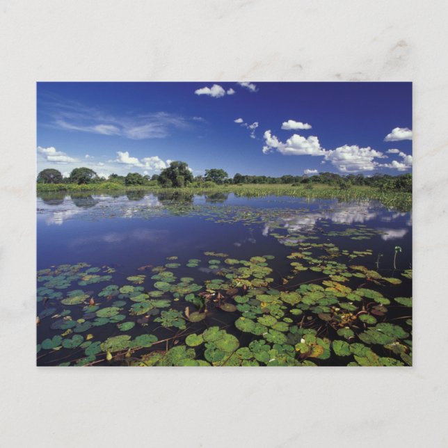 Carte Postale S.A., Brésil, Voies navigables du Pantanal (Devant)