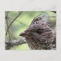S Gorge flamboyante Utah Faune Oiseaux Aves Animau
