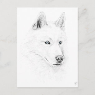Carte Postale Saber A Siberian Husky Drawing Art Blue Eyes