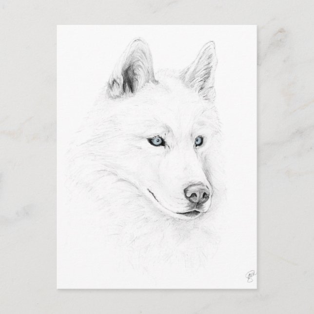 Carte Postale Saber A Siberian Husky Drawing Art Blue Eyes (Devant)